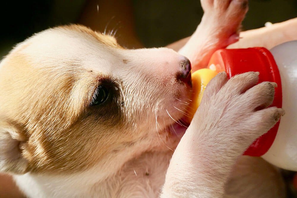 Can Dogs Drink Milk? Pawper Care