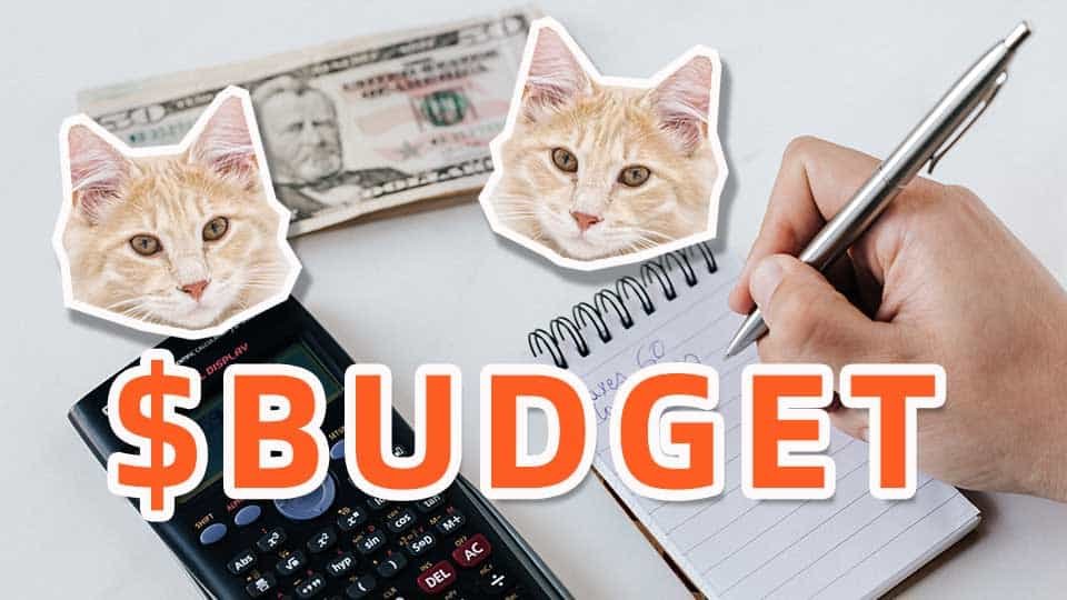 How Much Do Maine Coon Cost in 2023? Buying, Caring & Raising Expenses